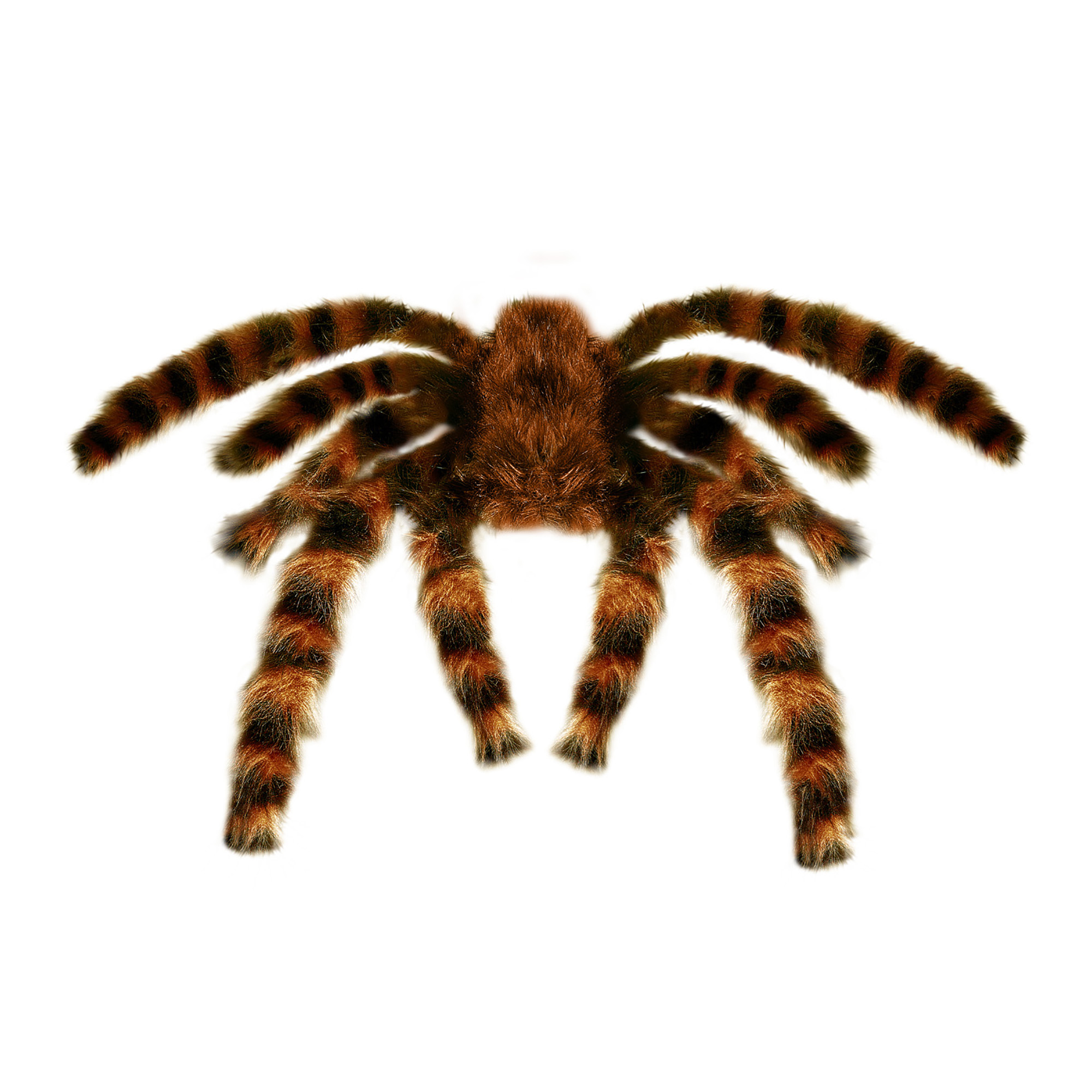 Grote harige spin mega spin buigbaar