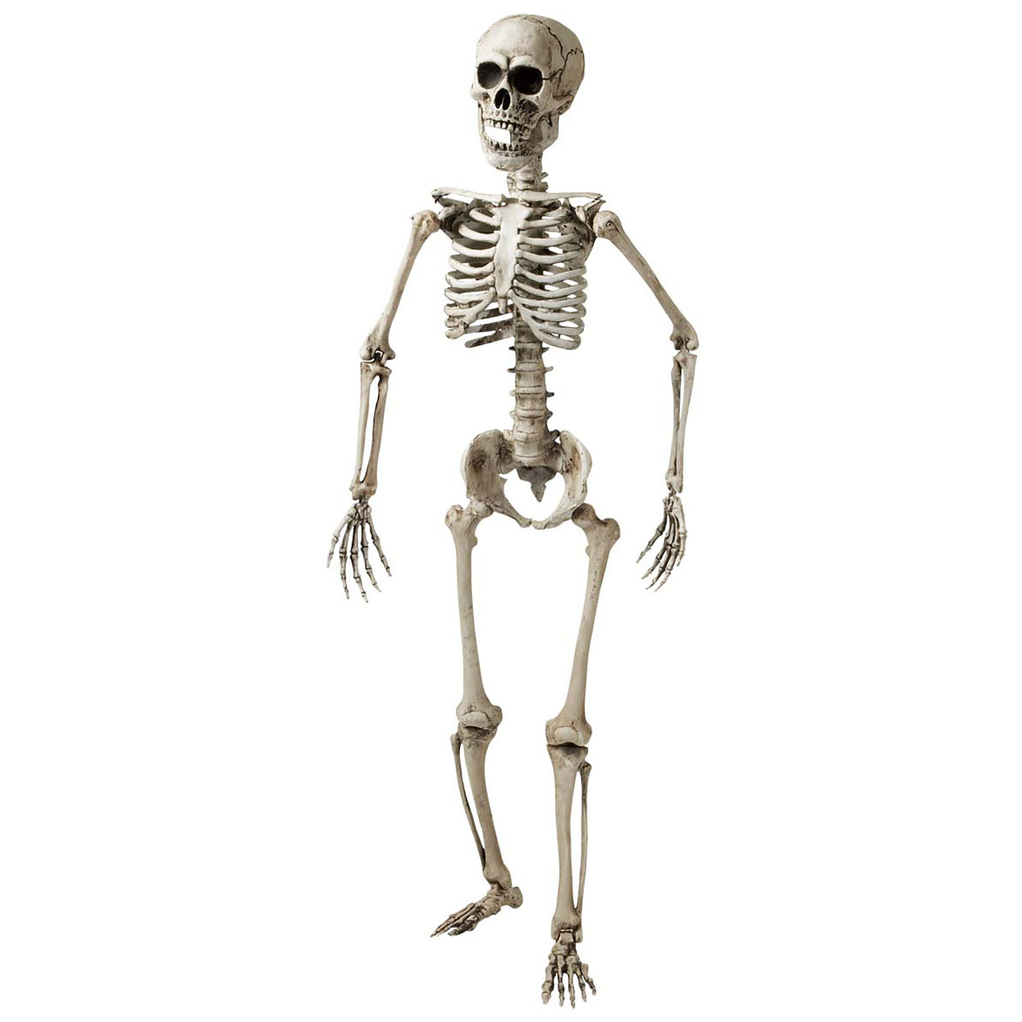 Graatmager skelet 160cm luxe uitvoering