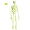 skelet geraamte 90 cm glow in the dark labaratorium