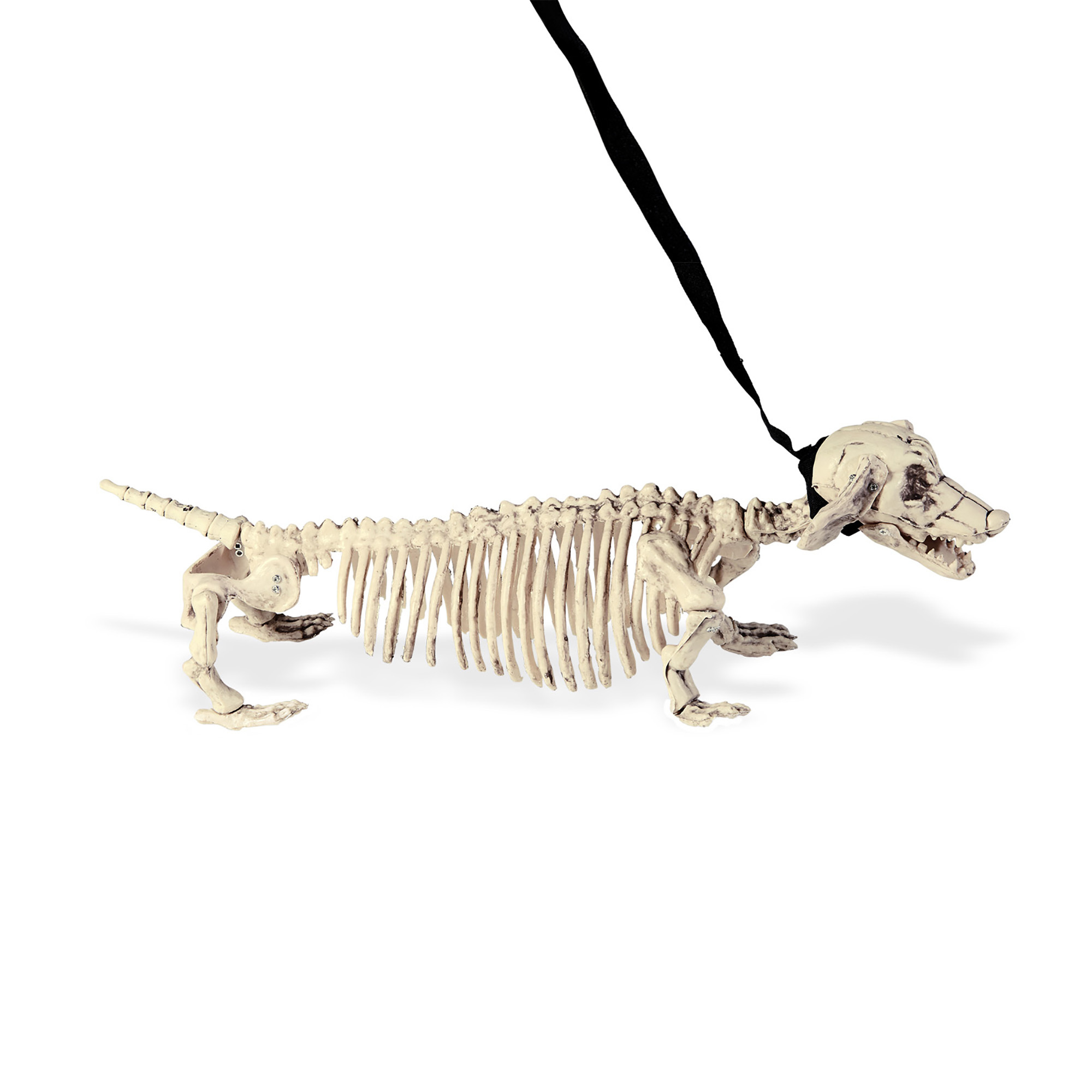 Tekkel skelet hond met riem geraamte 55 cm