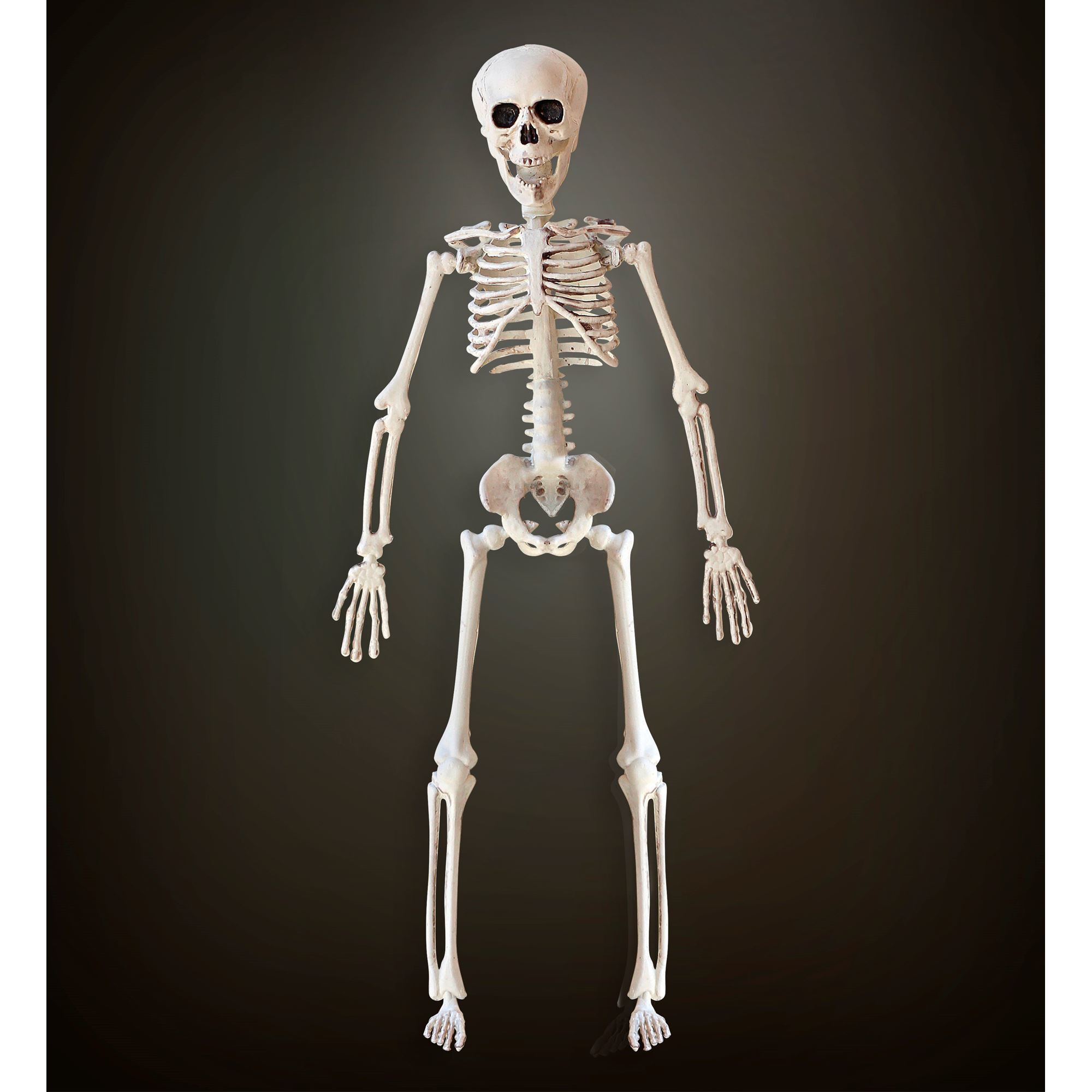 Skelet beweegbaar 40cm
