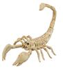 Uitgemergelde skelet schorpioen 30 cm  de ultieme griezelige decoratie voor halloween en horrorfeesten